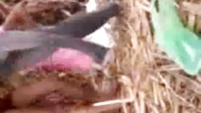 मेरा जीवन सेक्सी फिल्म हिंदी में फुल एचडी ६