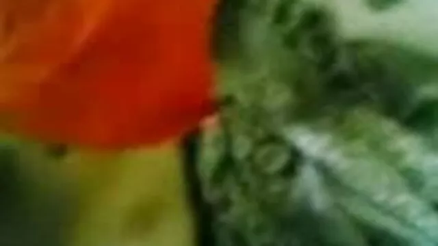Devot फुल एचडी हिंदी सेक्सी फिल्म und Geil